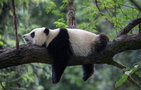 Китай заявив, що гігантські панди більше не перебувають під загрозою зникнення