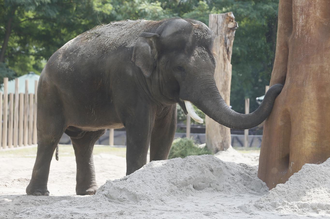 В Киевзоо — День слона: у слона Хораса появился обновленный вольер с «баобабом» (фото)