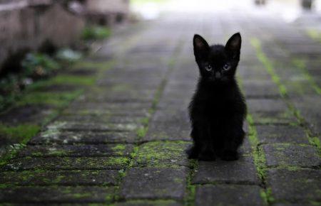 У Британії серійного вбивцю котів ув'язнили на 5 років