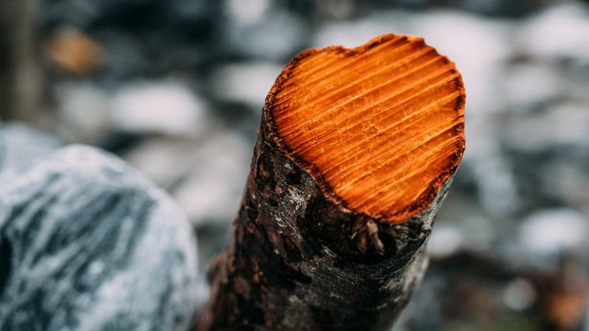 У кожного дерева буде свій «курс лікування», а неправильна обрізка крони стане порушенням закону — «Київзеленбуд»