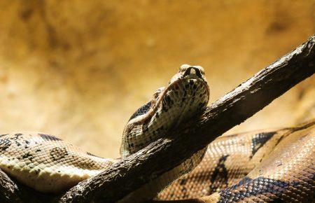 Удав Антон: в Киеве ищут потерянную змею