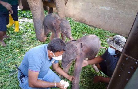 На Шрі-Ланці вперше за 80 років народилися слоненята-близнюки