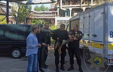 В Северодонецке спасли собаку по кличке Дружок, он 6 лет прожил в яме на заводе (фото)