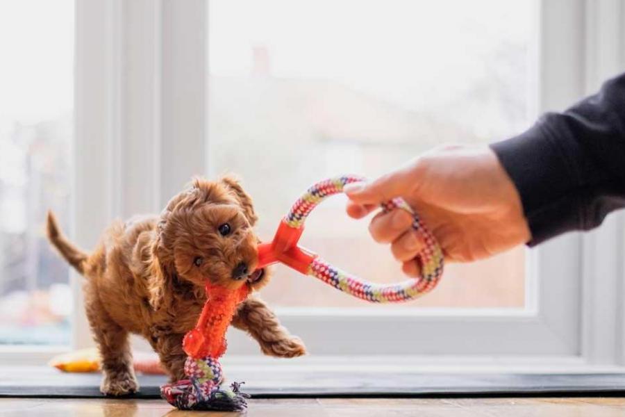Виховувати потрібно усіх собак, незалежно від породи та розміру — кінологиня