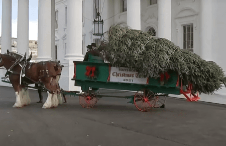 До Білого дому привезли на візку різдвяну ялинку