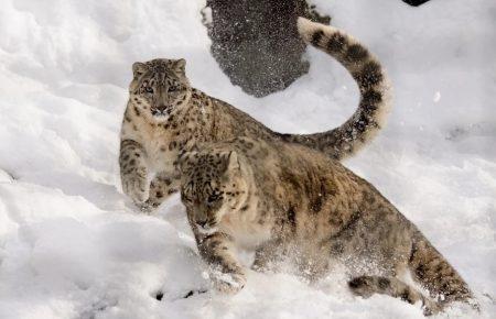 У зоопарку Лінкольна  від коронавірусу померли три снігові барси