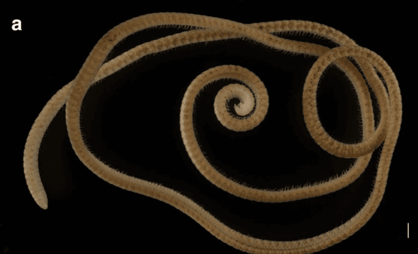 В Австралії знайшли новий вид багатоніжок з понад 1000 лапок: дослідники кажуть, що це рекорд