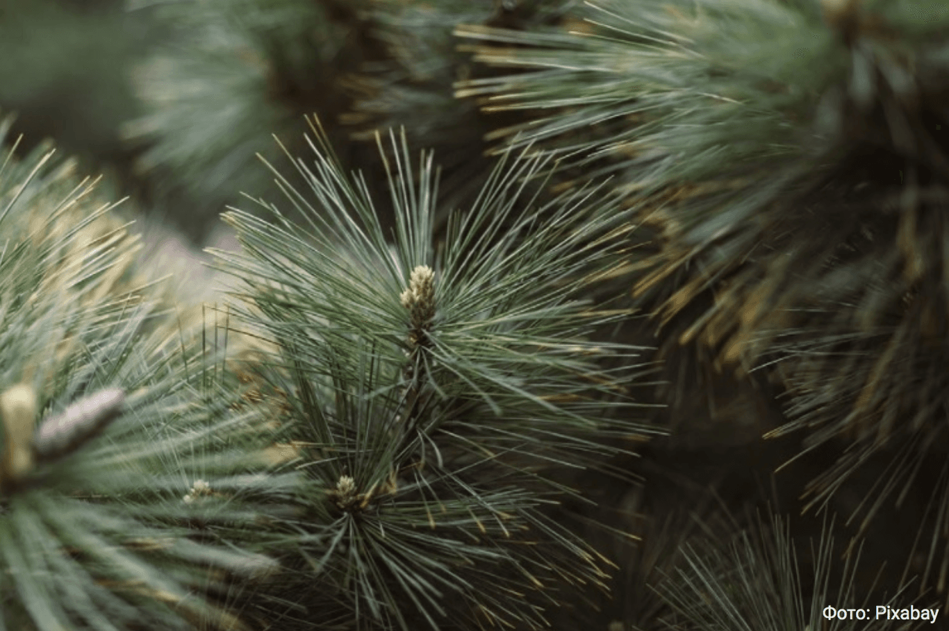 В Киеве с января начнут принимать елки на утилизацию (адреса)