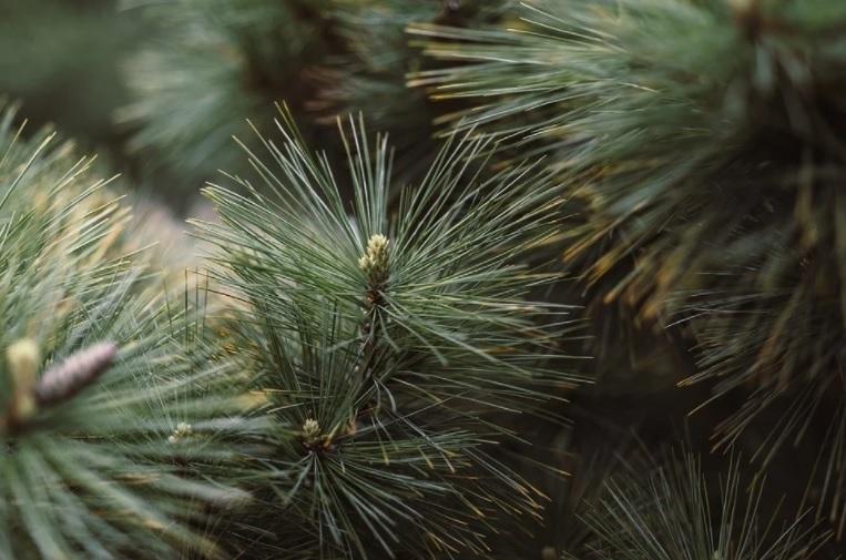 У Києві відкриють майже 200 ялинкових ярмарків — КМДА