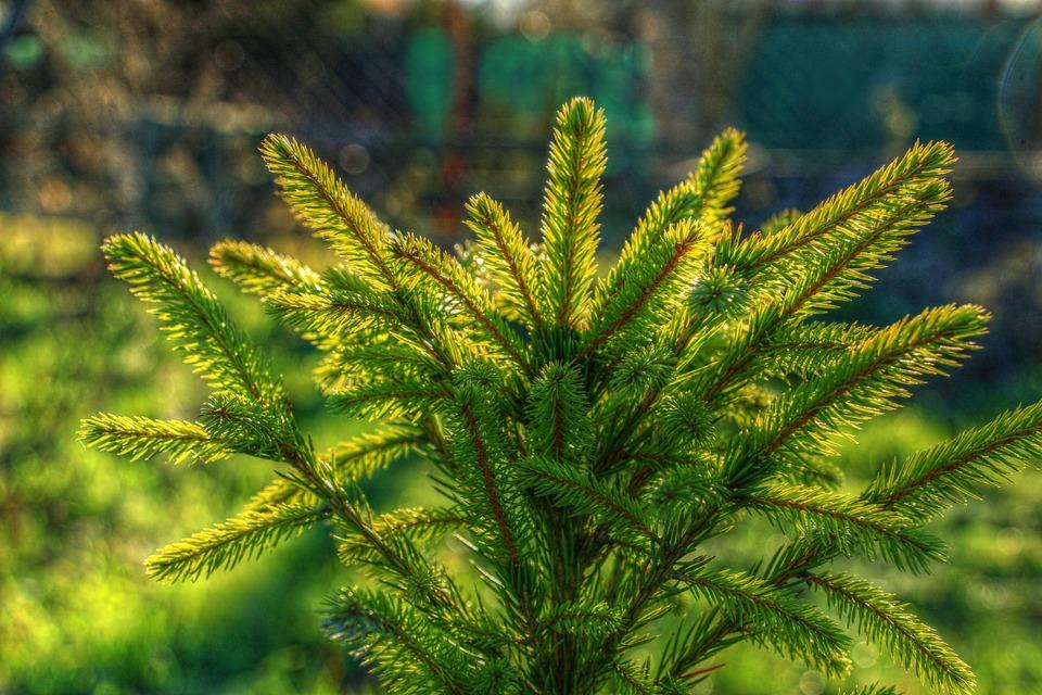 У Києві прибрали близько 25 незаконних ялинкових базарів – Ткаченко