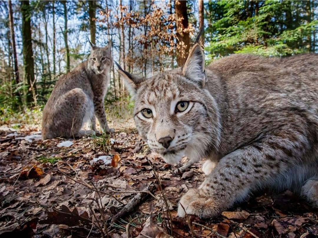 Близько 60 вовків та 20 рисей, з яких 11 мають імена: хто живе у Чорнобильському заповіднику?