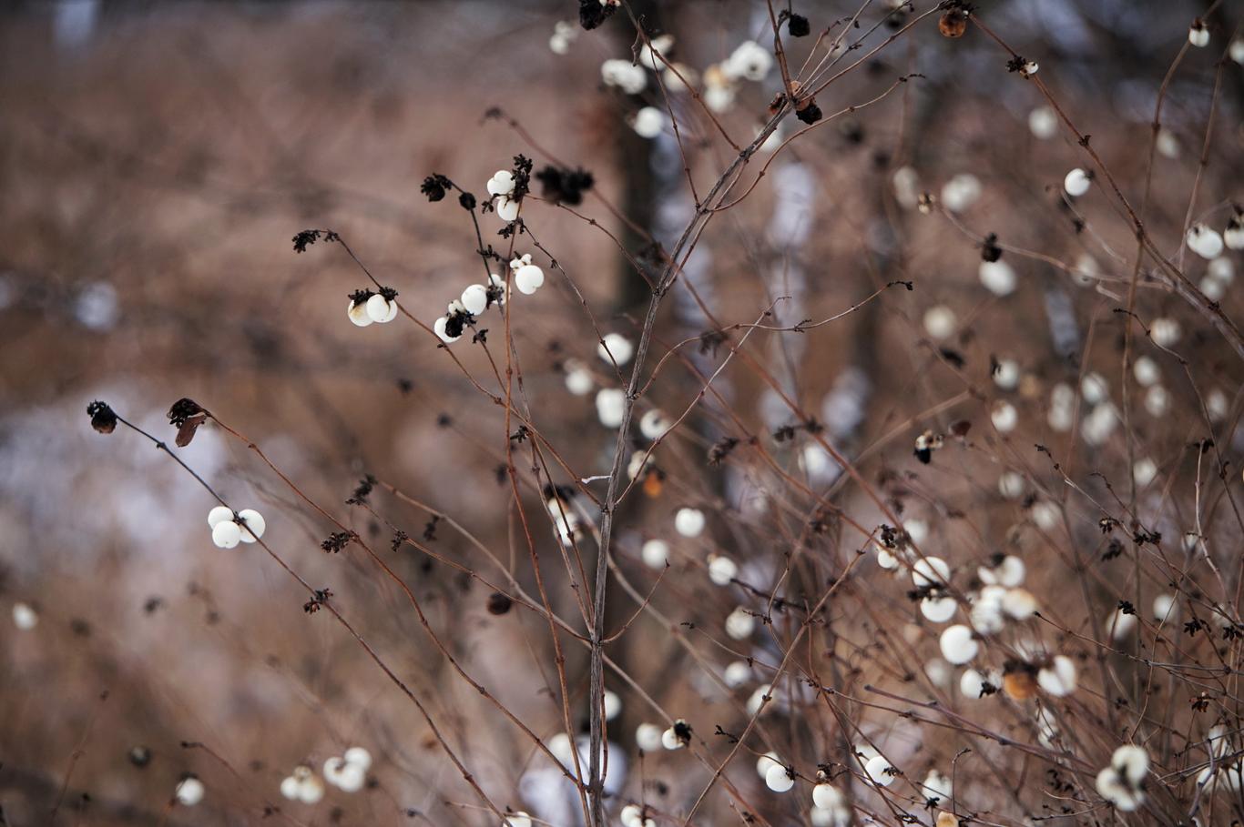 Боротьба за Совські ставки у Києві: чому захист цієї зеленої зони називають чи не найуспішнішим у столиці