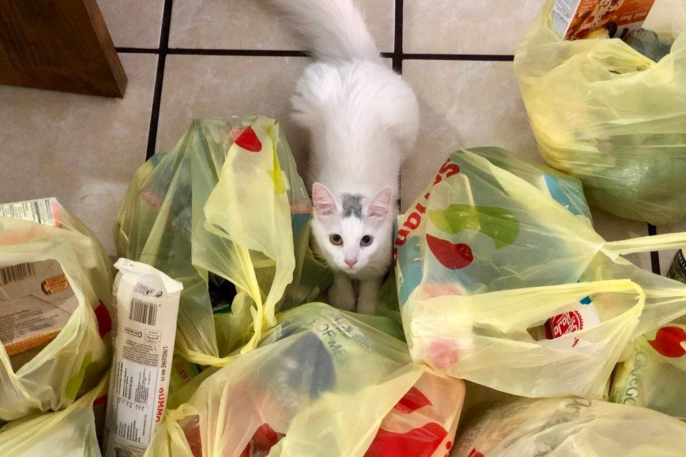 «Заборона безоплатних пластикових пакетів — марна»: маніпуляції щодо реформи збереження довкілля