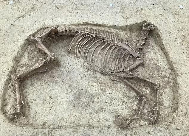 У Німеччині археологи виявили скелет вершника та коня без голови віком близько 1400 років (ФОТО)