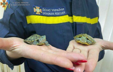 В Одесі рятувальники знайшли притулок для двох покинутих черепашок