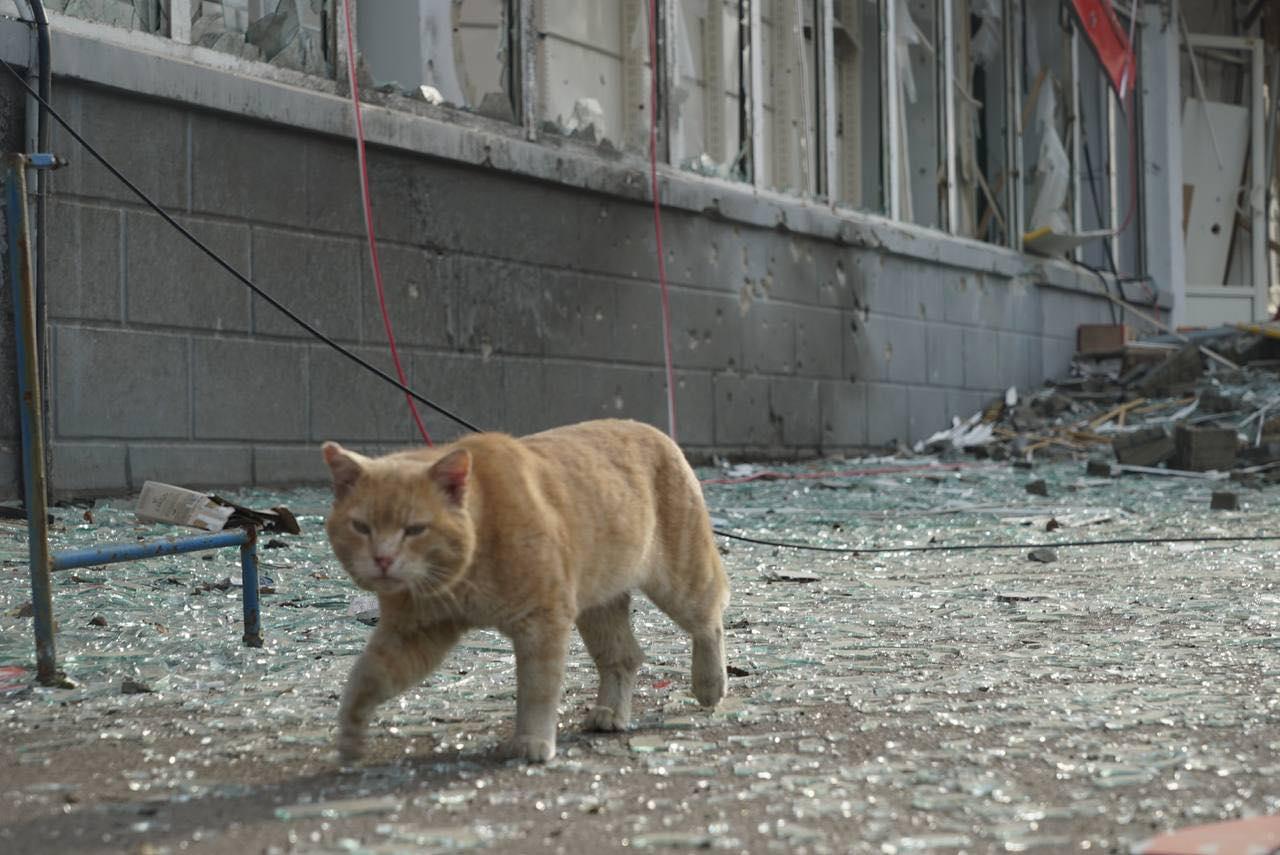 Жінка збирала руками скло, аби не поранились вуличні тварини — журналістка про Лисичанськ (ФОТО)