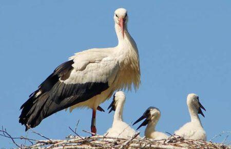 Як війна впливає на птахів в Україні?
