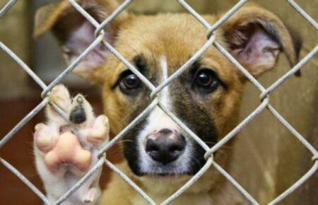 У притулку на Київщині через війну загинули понад 300 тварин