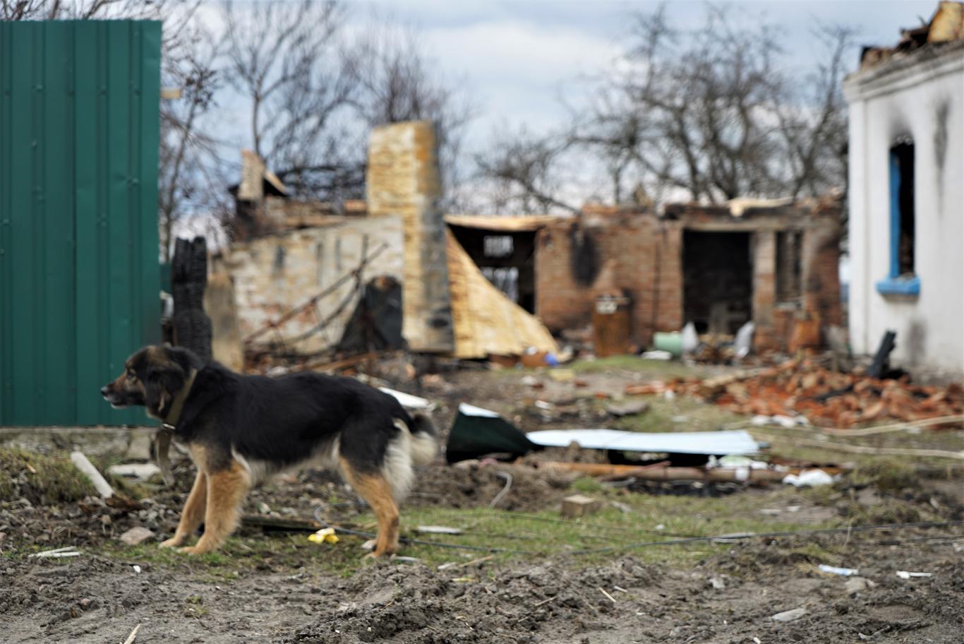 Британія готова відновлювати Київ і область після війни — Зеленський