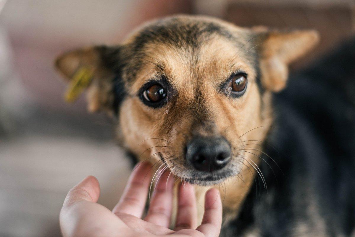 Жорстокості так багато, що люди стають гуманнішими — співзасновниця UAnimals