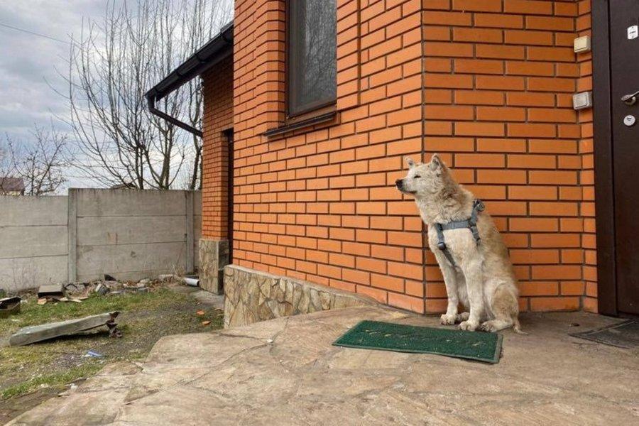 Домашні тварини та війна: як адаптувати у новій родині врятованого собаку чи кота?