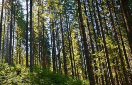 На Львівщині тимчасово заборонили ходити у ліси