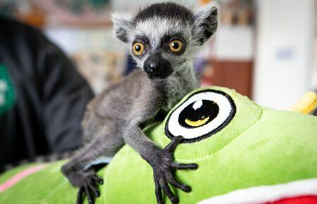 Байрактар підріс, Тоні має гарний апетит, а зебри вже не бояться вибухів — КМДА про столичний зоопарк