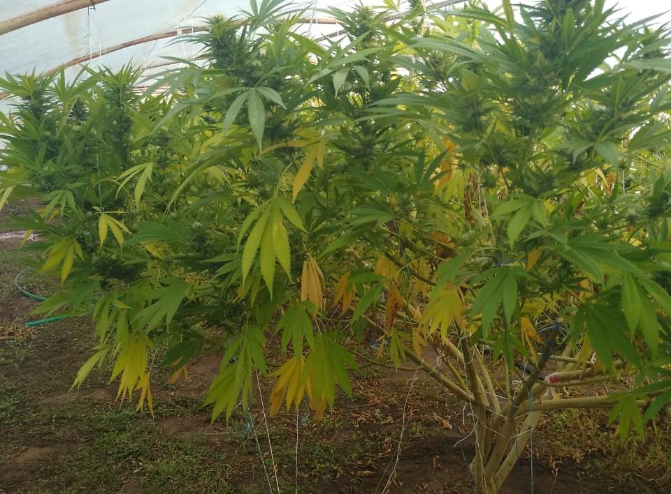 В Херсонской области оккупанты занялись организацией плантаций конопли — Соболевский