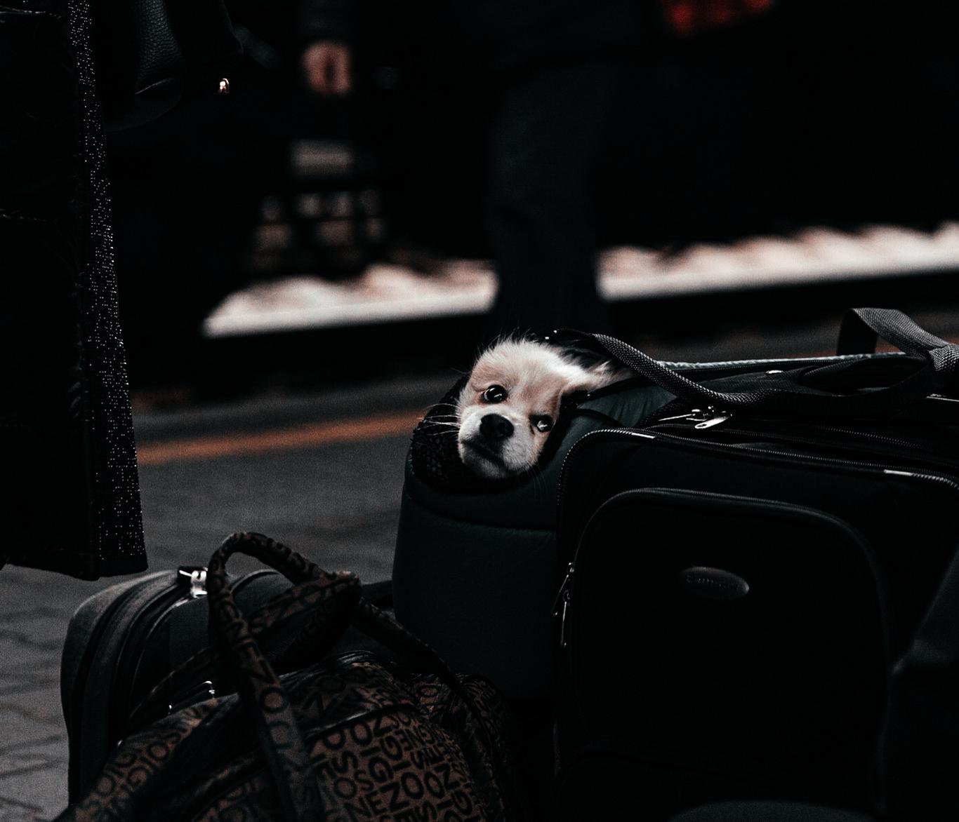 Програма біженства та програма захисту — дві зовсім різні речі: консул про Чорногорію для українців