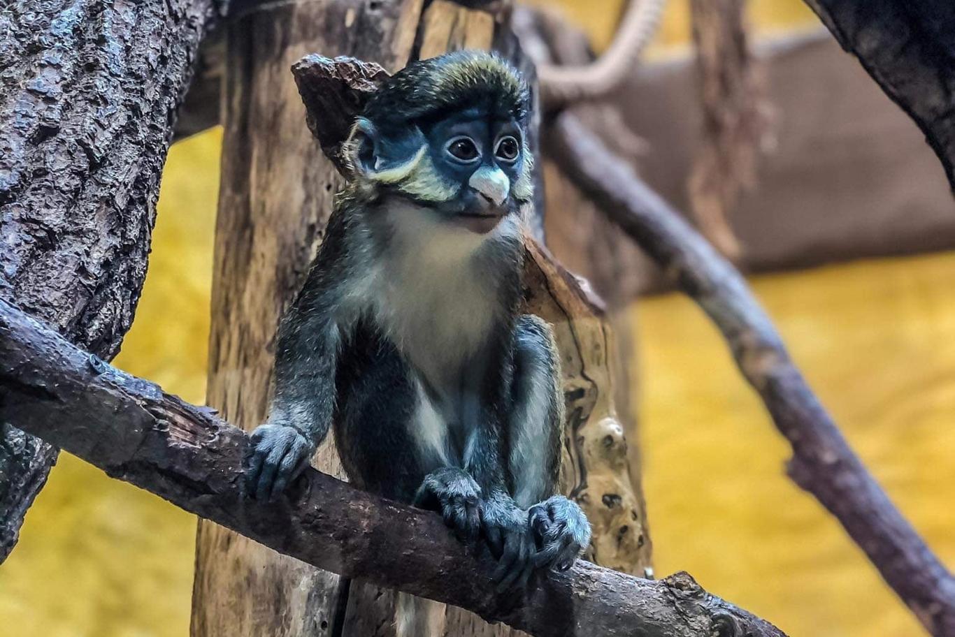 Евакуйованих із зоопарку на Київщині мавп везуть додому (фото)