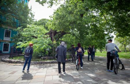 В столице начали лечить 400-летнюю липу Петра Могилы (фото)