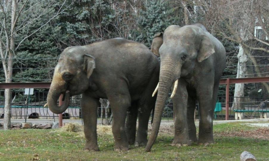 Миколаївський зоопарк із 11 червня відкривається для відвідувачів