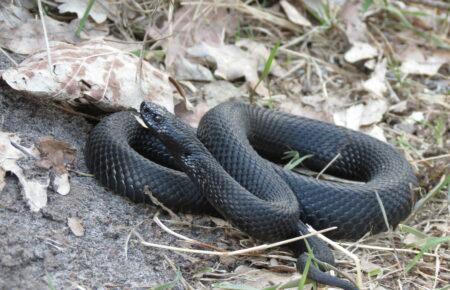 Отруту висмоктувати непотрібно, як і накладати джгут — біологиня розповіла про змій в Україні