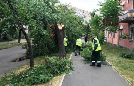 Непогода в Киеве: 80 поврежденных и 20 поваленных деревьев (фото)