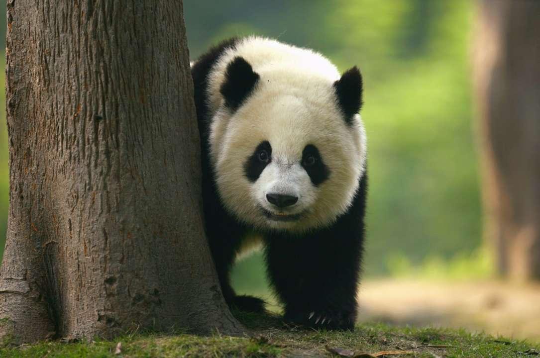 У зоопарку Гонконгу помер найстарший у світі самець панди