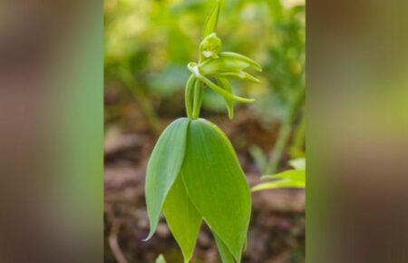 У США знайшли рідкісну орхідею, яку 120 років вважали вимерлою
