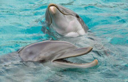 Дельфіни збиваються в зграї, щоб спокушати самок та усувати конкурентів