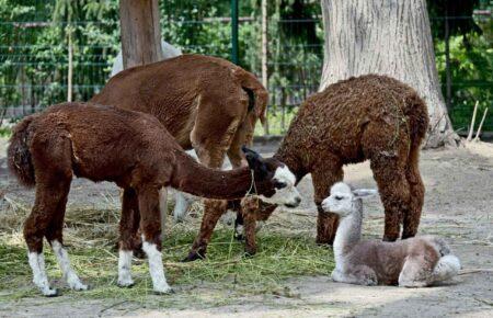 У Київському зоопарку народилося дитинча альпаки