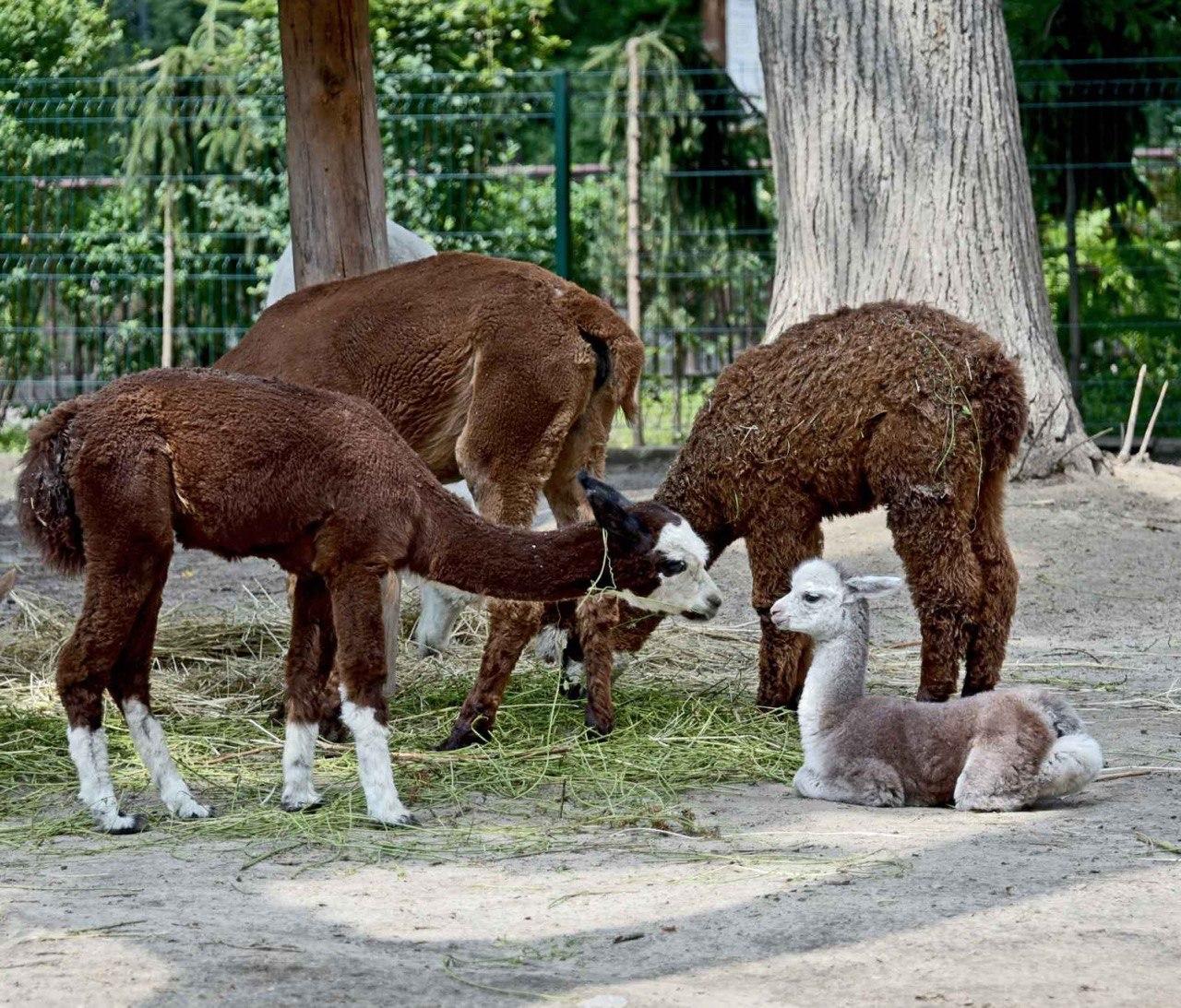У Київському зоопарку народилося дитинча альпаки