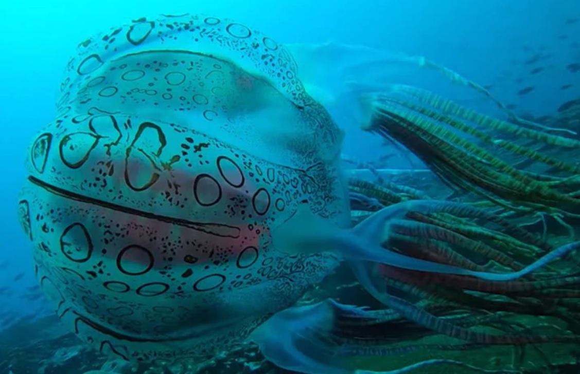 Біля берегів Папуа Нової Гвінеї знайшли новий вид гігантських медуз