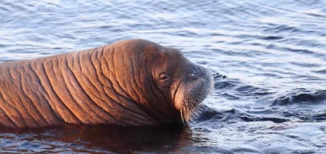 У Норвегії приспали самку моржа, яка любила валятись у човнах і була місцевою зіркою