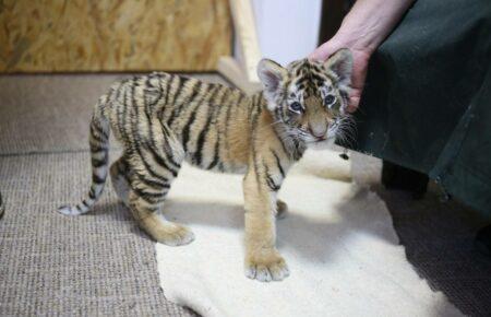 У Києві врятували понад 50 екзотичних тварин, якими незаконно торгували (фото)