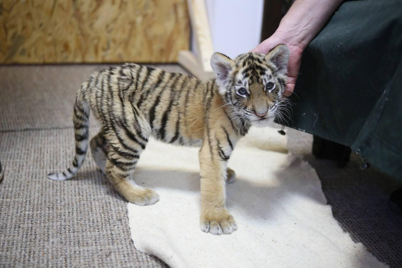 У Києві врятували понад 50 екзотичних тварин, якими незаконно торгували (фото)