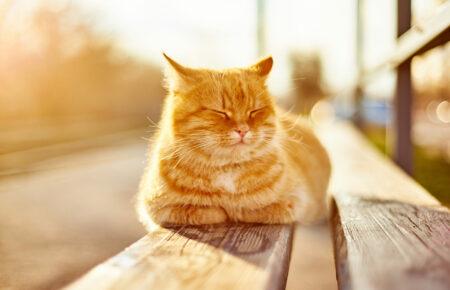 Кінець тижня в Україні буде сонячним і прохолодним