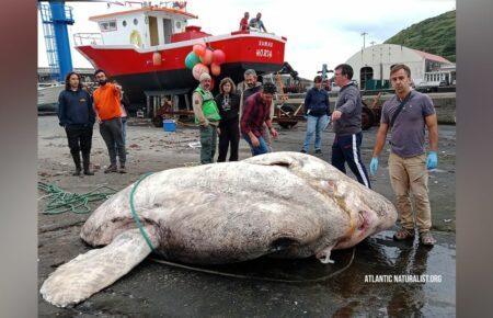 Науковці знайшли найважчу у світі кісткову рибу, яка важить майже 3 тонни