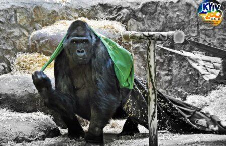 В Киевском зоопарке перезимуют более 200 животных, которых спасли из наиболее пострадавших регионов Украины (фото)