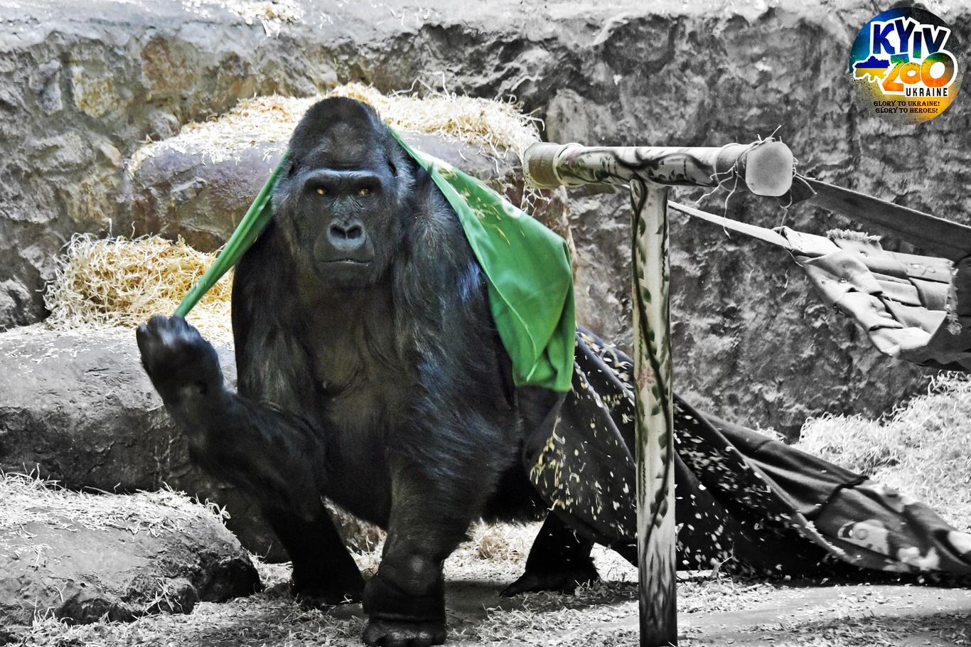 В Киевском зоопарке перезимуют более 200 животных, которых спасли из наиболее пострадавших регионов Украины (фото)