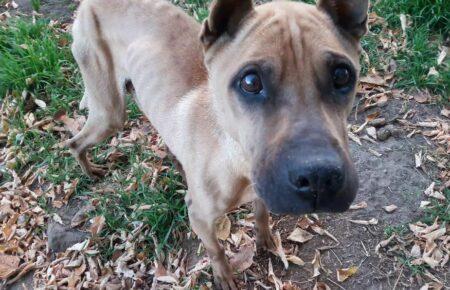 Зоозахисники оприлюднили правила годування собак, які довгий час голодували