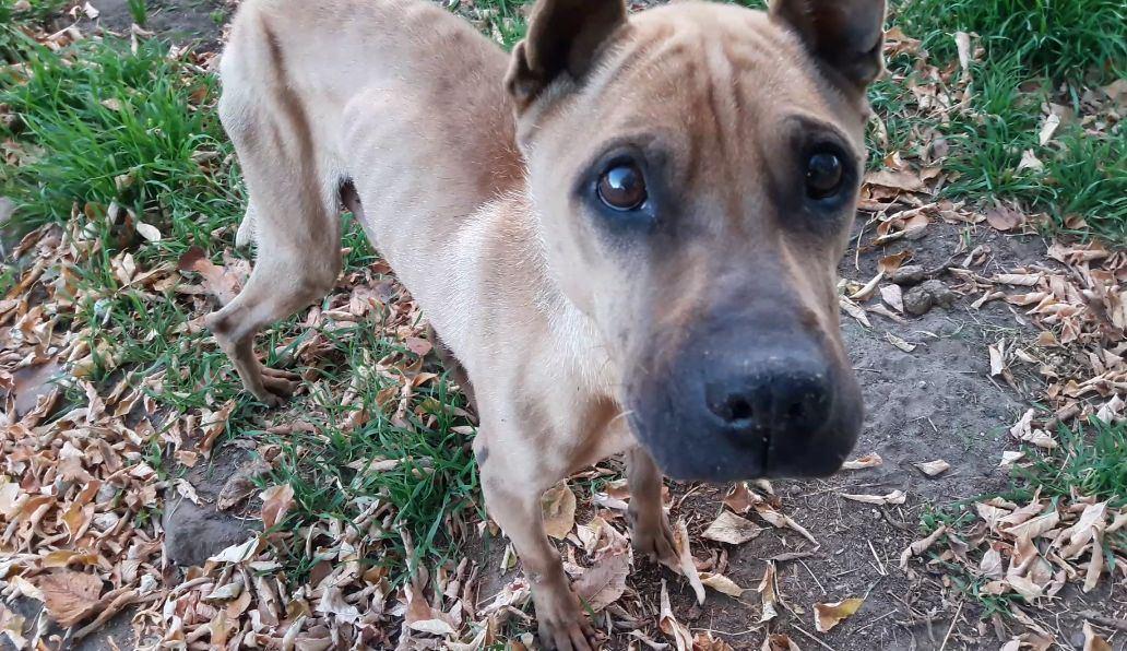 Зоозахисники оприлюднили правила годування собак, які довгий час голодували