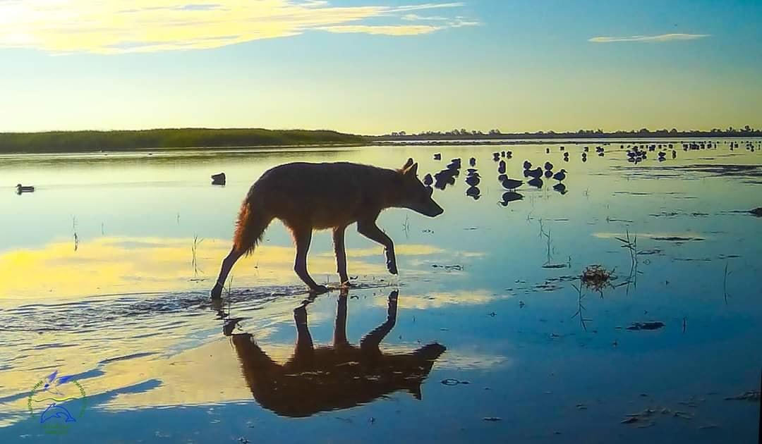 Шакал — це така ж тварина на суші, як дельфіни — в морі — біолог